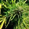 Acheter des graines de cannabis Somango