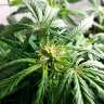 Commander en ligne des graines de cannabis Somango