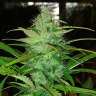 Acheter en ligne des graines de chanvre féminisées à autofloraison Diesel