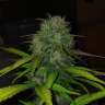 Commander par ligne des graines de marijuana Diesel