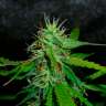 Acheter des graines de cannabis Jack Herer
