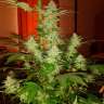 Commander en ligne des graines de cannabis Jack Herer