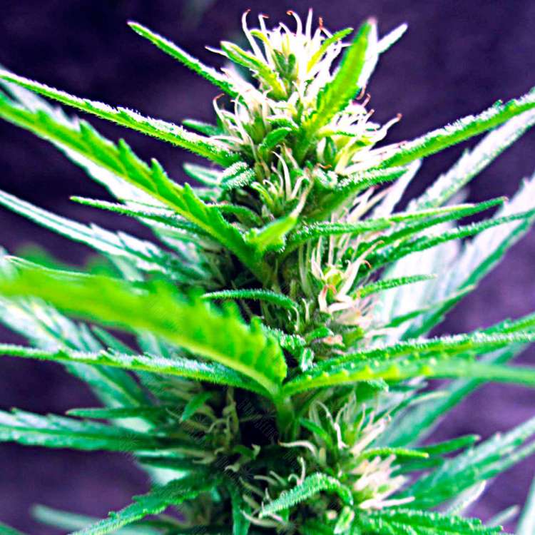 Acheter en ligne des graines de chanvre féminisées à autofloraison Jack Herer