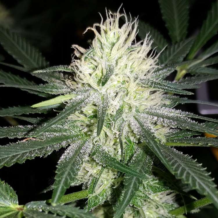 Graines de chanvre féminisées à autofloraison Bubblelicious
