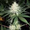 Commander des graines de chanvre féminisées à autofloraison Bubblelicious Commander des graines de chanvre féminisées à autofloraison Bubblelicious