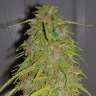 Commander par ligne des graines de marijuana Super Bud Commander par ligne des graines de marijuana Super Bud
