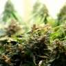 Acheter des graines de marijuana Super Bud Acheter des graines de marijuana Super Bud