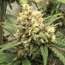 Commander en ligne des graines de cannabis Super Bud Commander en ligne des graines de cannabis Super Bud