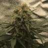 Commander des graines de cannabis Super Bud Commander des graines de cannabis Super Bud