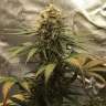Acheter des graines de cannabis Super Bud Acheter des graines de cannabis Super Bud