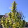 Acheter des graines de cannabis Super Bud Acheter des graines de cannabis Super Bud