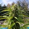 Commander des graines de cannabis Super Bud Commander des graines de cannabis Super Bud