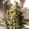 Commander par ligne des graines de marijuana Chocolope