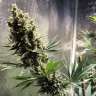 Acheter des graines de marijuana Chocolope