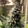 Commander en ligne des graines de cannabis Chocolope