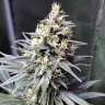 Commander des graines de cannabis Chocolope