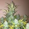 Acheter des graines de cannabis Heaven Acheter des graines de cannabis Heaven