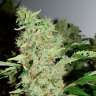 Commander en ligne des graines de cannabis Colossus