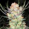 Acheter des graines de marijuana Colossus