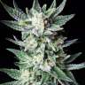 Commander des graines de marijuana Colossus