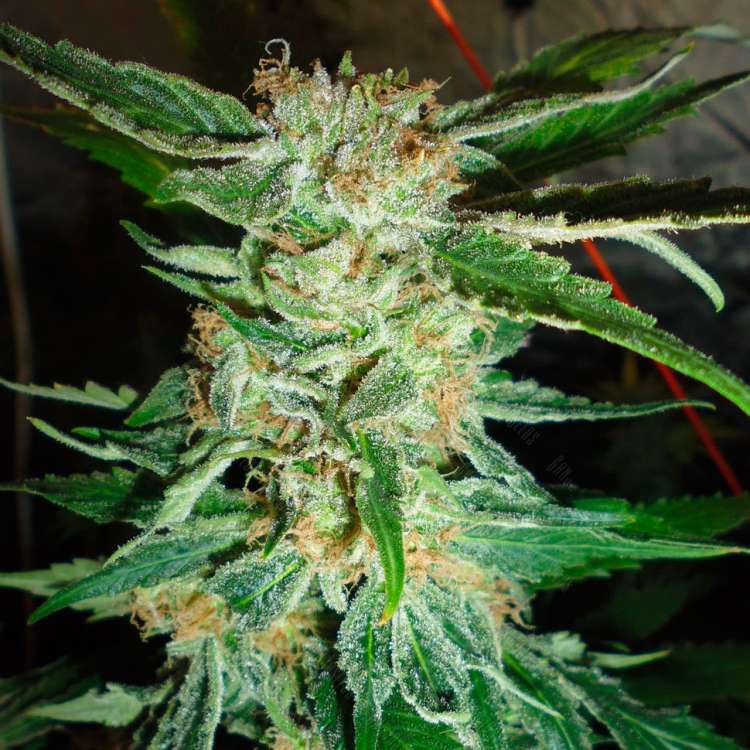 Acheter des graines de cannabis Colossus