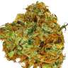Acheter en ligne des graines de cannabis féminisées photopériodisées Colossus feminised
