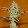 Commander par ligne des graines de marijuana Colossus