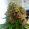 Acheter des graines de cannabis en France Colossus feminised