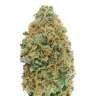 Commander des graines de cannabis Colossus