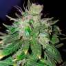 Commander des graines de cannabis Hindu Kush Commander des graines de cannabis Hindu Kush
