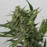 Acheter des graines de cannabis OG Kush Acheter des graines de cannabis OG Kush