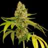 Commander en ligne des graines de cannabis OG Kush Commander en ligne des graines de cannabis OG Kush