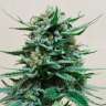 Acheter des graines de cannabis Deathlok