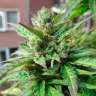 Acheter des graines de cannabis Deathlok feminised