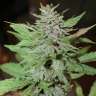 Acheter des graines de cannabis Lemon Skunk