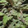 Commander en ligne des graines de cannabis Lemon Skunk