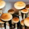 Empreintes de champignons psilocybines en France Colombian Rust Spore
