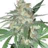 Commander des graines de cannabis Juggernaut Commander des graines de cannabis Juggernaut