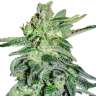 Commander en ligne des graines de cannabis Juggernaut Commander en ligne des graines de cannabis Juggernaut