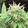 Graines de chanvre à prix bas Auto Mango feminised Graines de chanvre à prix bas Auto Mango feminised