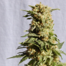 Commander des graines de cannabis Mango