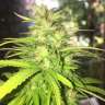 Acheter des graines de cannabis Mango Acheter des graines de cannabis Mango