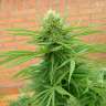 Acheter des graines de cannabis Dr. Grinspoon