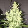 Commander des graines de cannabis Dr. Grinspoon