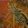 Acheter des graines de marijuana Dr. Grinspoon