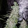 Commander par ligne des graines de marijuana Dr. Grinspoon