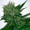 Commander des graines de cannabis  Auto Magik feminised