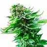 Commander en ligne des graines de cannabis  Auto Magik feminised