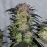 Auto Critical + feminised Ganja Seeds