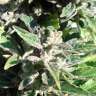 Commander en ligne des graines de cannabis AK Commander en ligne des graines de cannabis AK